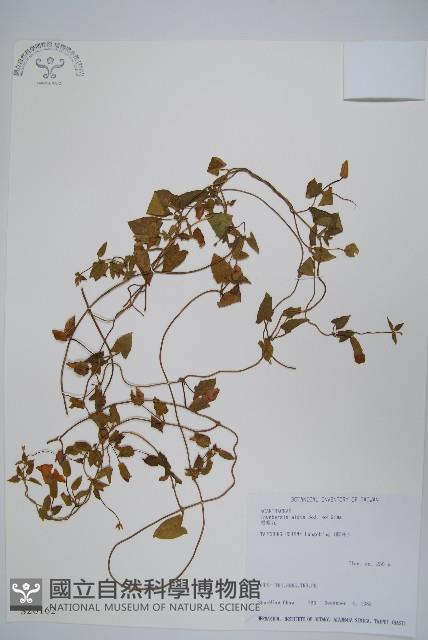 黑眼花藏品圖，第1張