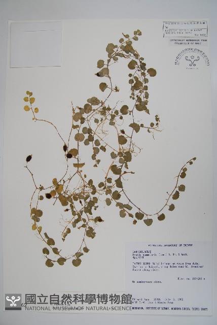 普刺特草藏品圖，第1張