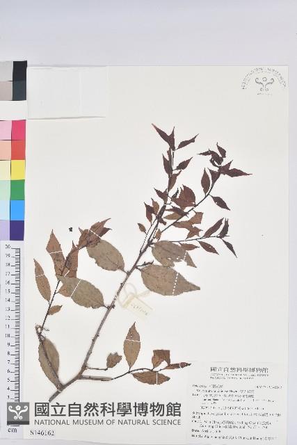 巒大越橘藏品圖，第1張