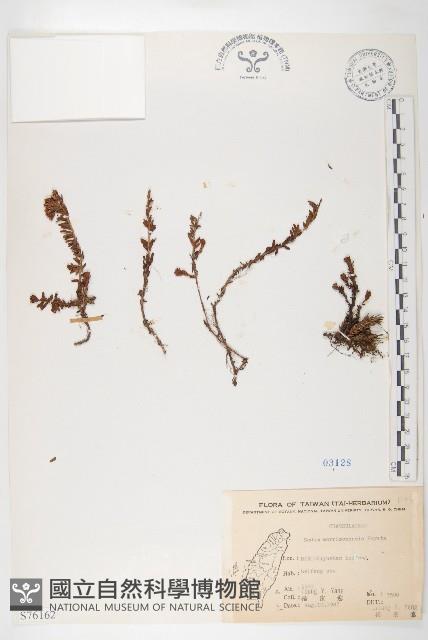 玉山佛甲草藏品圖，第1張