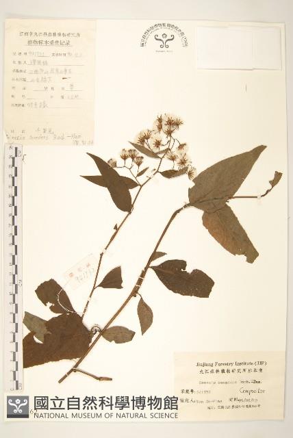 蔓黃菀藏品圖，第1張