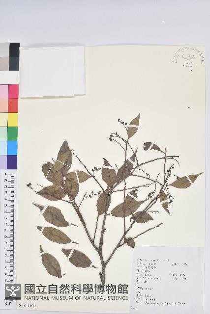 米飯花藏品圖，第1張