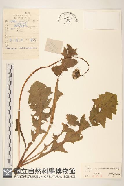 芥葉蒲公英藏品圖，第1張