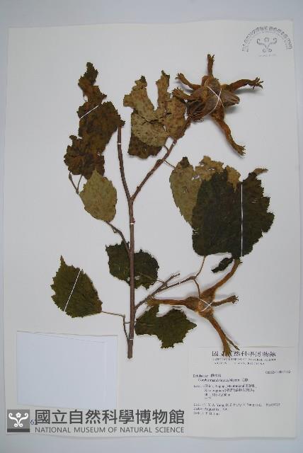 毛榛藏品圖，第1張