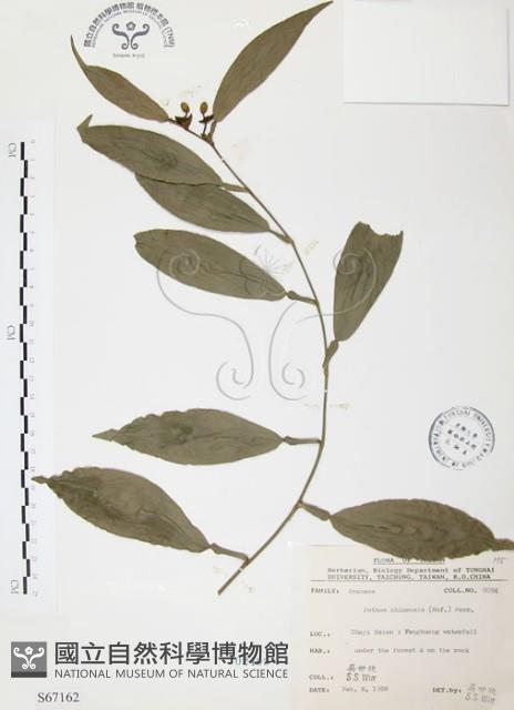 柚葉藤藏品圖，第1張