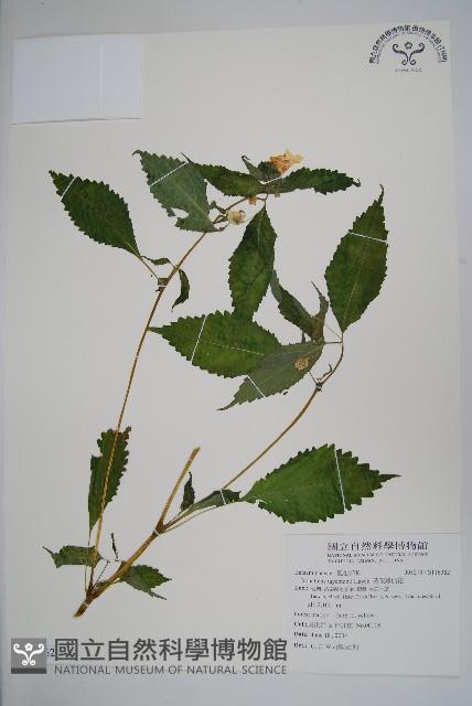 黃花鳳仙花藏品圖，第1張