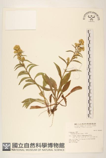 一枝香藏品圖，第1張