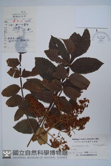 鹽膚木藏品圖，第1張