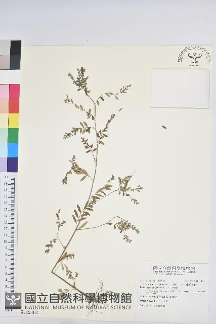 擬葉下珠、細葉油柑藏品圖，第1張