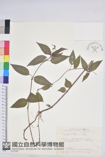 山靛藏品圖，第1張