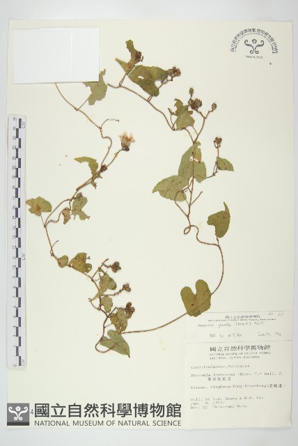菜欒藤藏品圖，第1張