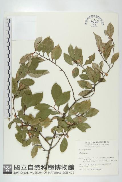 登錄號:S014362藏品圖，第1張