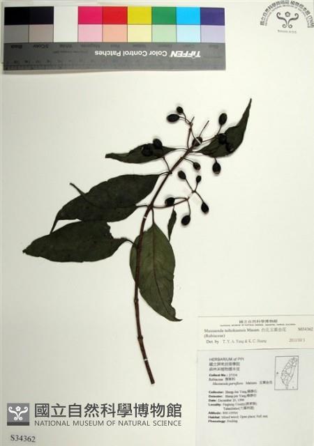 台北玉葉金花藏品圖，第1張