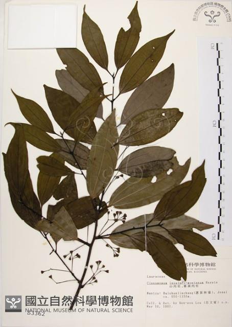 土肉桂藏品圖，第1張