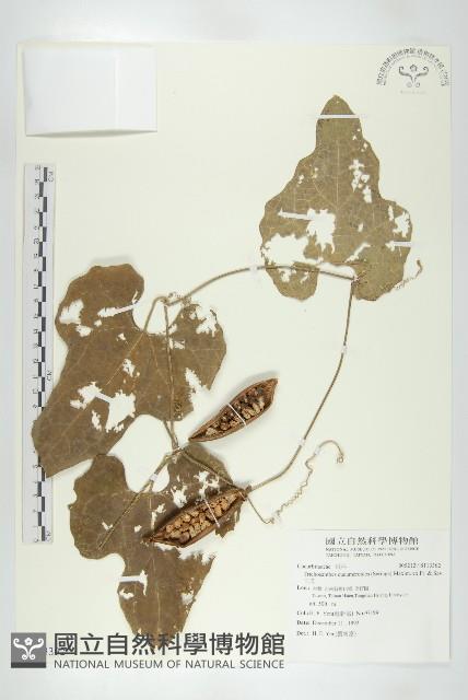 王瓜藏品圖，第1張