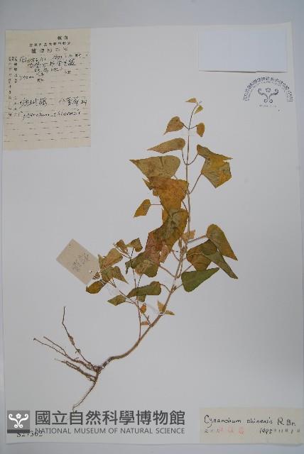 鵝絨藤藏品圖，第1張