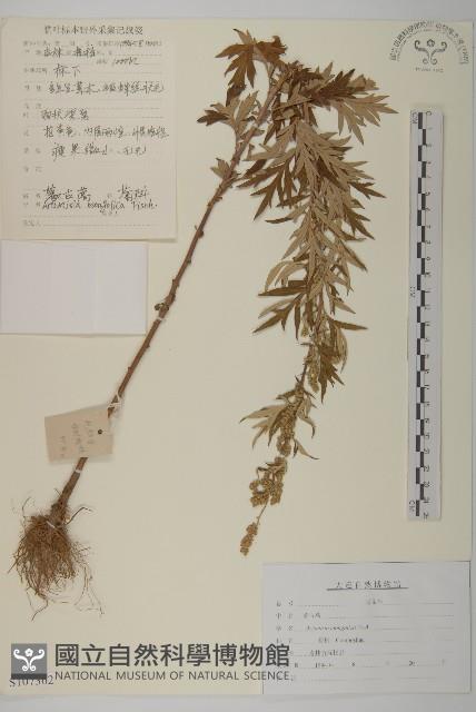 蒙古蒿藏品圖，第1張