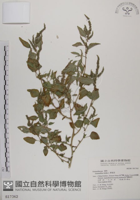 野莧菜藏品圖，第1張