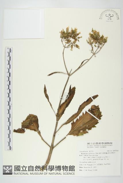 倒吊蓮、匙葉燈籠草藏品圖，第1張