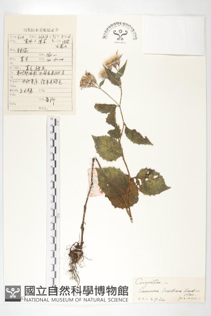 川陝鳳毛菊藏品圖，第1張