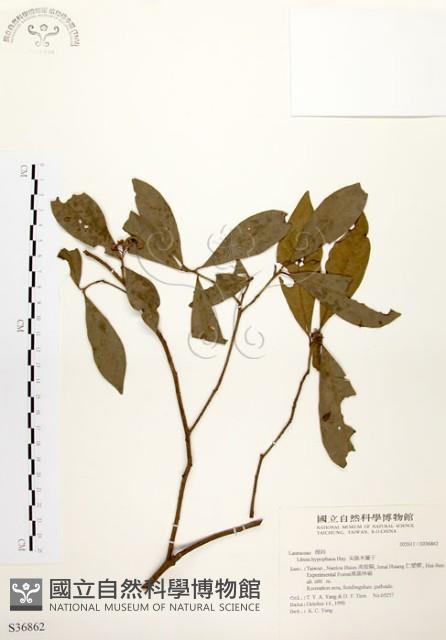 黃肉樹, 小梗木薑子藏品圖，第1張