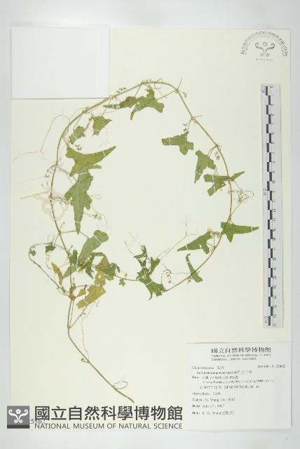 合子草藏品圖，第1張