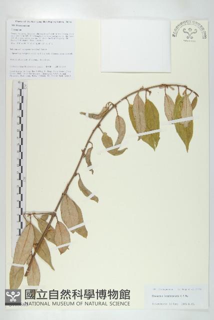 蘭坪胡頹子藏品圖，第1張