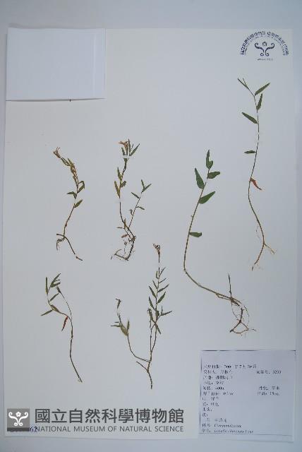 半邊蓮、鐮磨仔草藏品圖，第1張