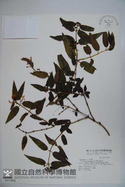 阿里山忍冬、漸尖葉忍冬藏品圖，第1張