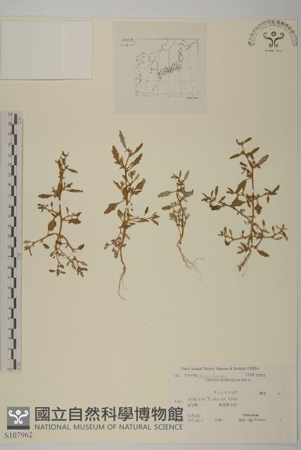 灰綠藜藏品圖，第1張