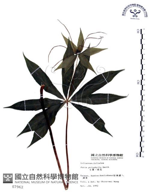 七葉一枝花藏品圖，第1張