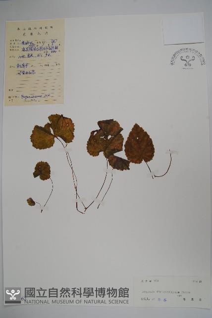 Accession Number:S037962 Collection Image, Figure 1, Total 2 Figures