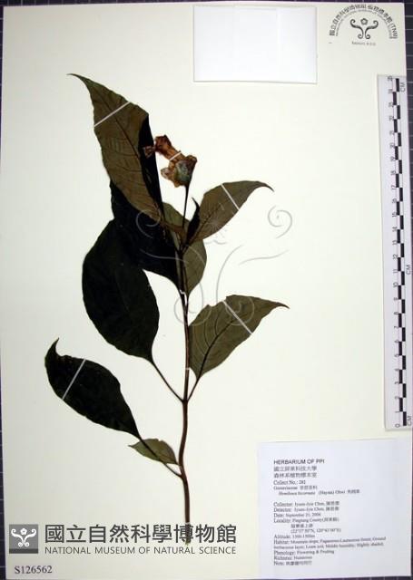 角桐草、台灣半蒴苣苔藏品圖，第1張