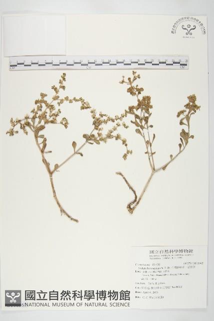 台灣佛甲草、石板菜藏品圖，第1張