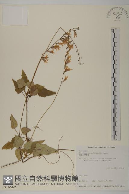 阿里山鬼督郵藏品圖，第1張