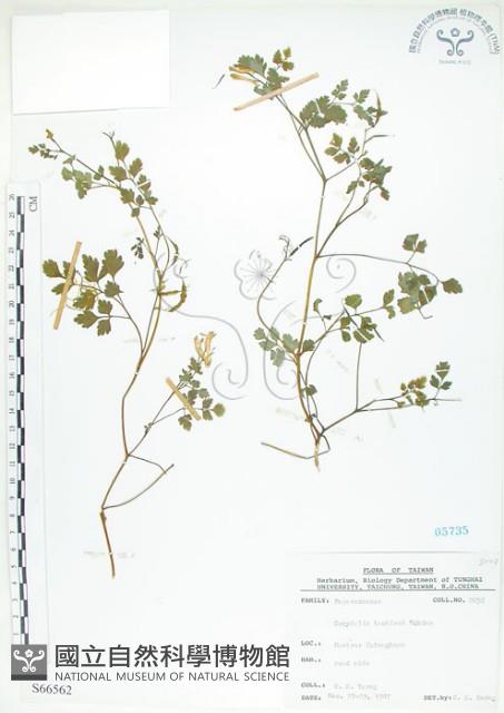 臺灣黃菫藏品圖，第1張