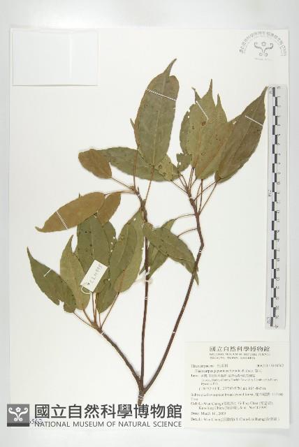 薯豆藏品圖，第1張