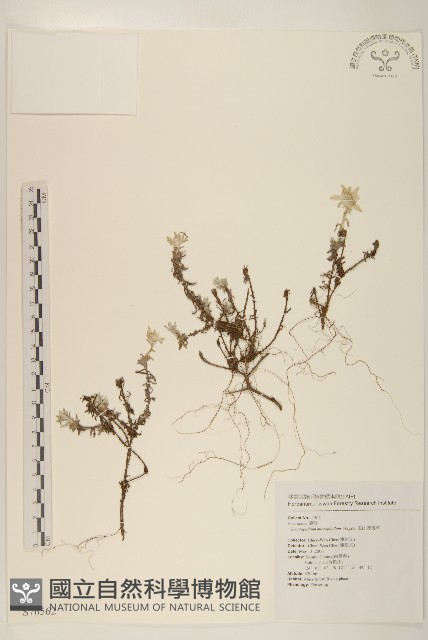 玉山薄雪草藏品圖，第1張