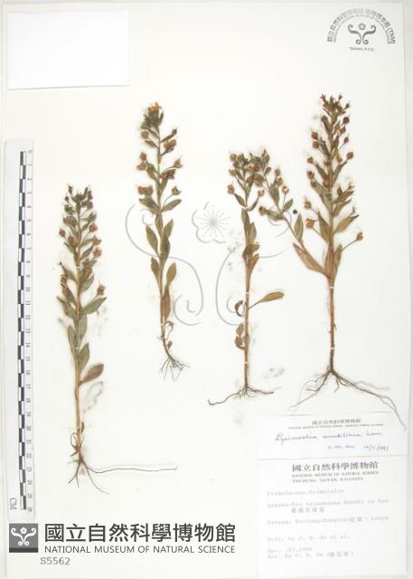 茅毛珍珠菜藏品圖，第1張