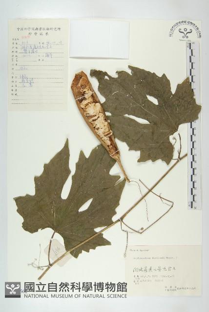 括樓藏品圖，第1張