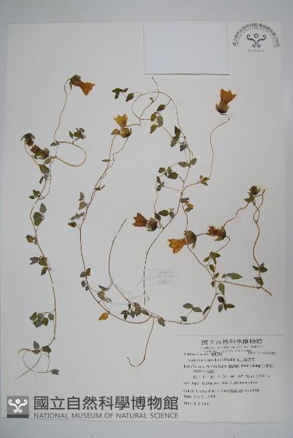 玉山山奶草藏品圖，第1張