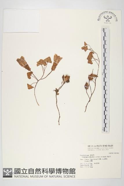 濱旋花藏品圖，第1張