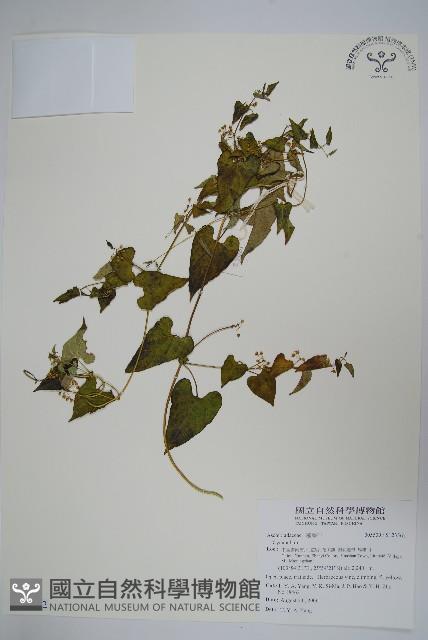 登錄號:S123562藏品圖，第1張