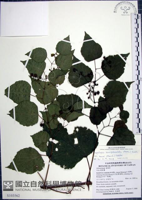 漢氏山葡萄藏品圖，第1張