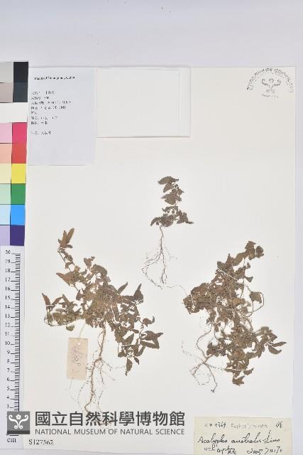 鐵莧菜藏品圖，第1張