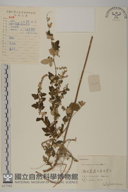 魁蒿藏品圖，第1張