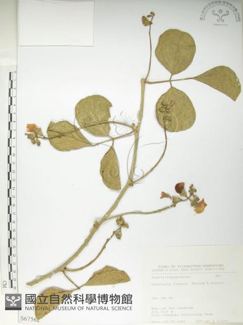 肥豬豆藏品圖，第1張