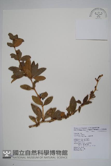 臺灣小蘗藏品圖，第1張