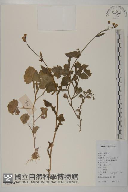 紫背草藏品圖，第1張