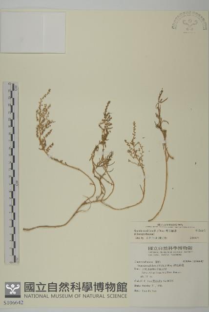 裸花鹼蓬藏品圖，第1張